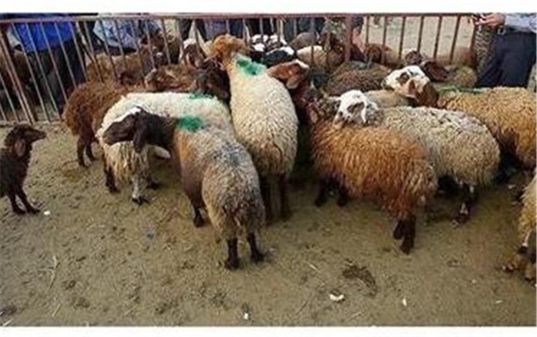 هشدارجدی نماینده مشهد درباره انحصار واردات نهاده‌های دامی به وزیر جهاد کشاورزی: